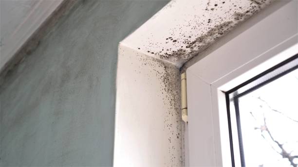 Best Bathroom Mold Remediation in West Sharyland, TX