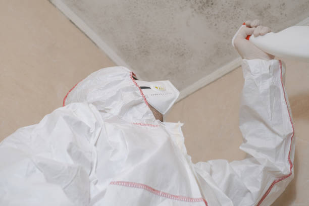 Best Residential Mold Remediation in West Sharyland, TX