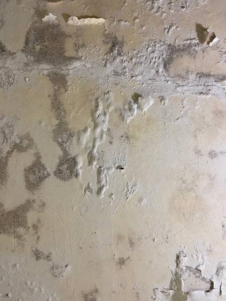 Best White Mold Remediation in West Sharyland, TX