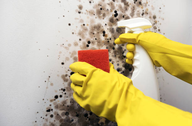 Best Mold Testing and Inspection Services in West Sharyland, TX