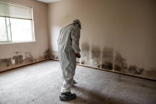 Best Black Mold Remediation in West Sharyland, TX