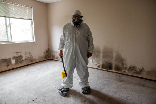 Best Basement Mold Remediation in West Sharyland, TX