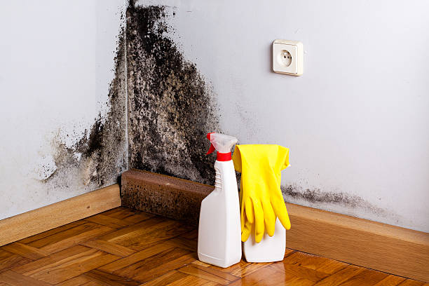 Best Kitchen Mold Remediation in West Sharyland, TX