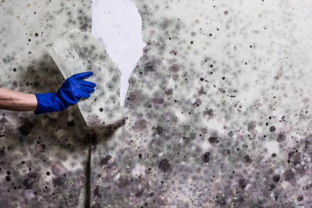 Best Black Mold Remediation in West Sharyland, TX